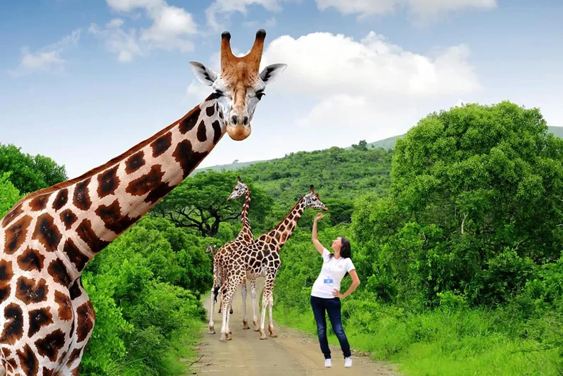 Green Screen rental